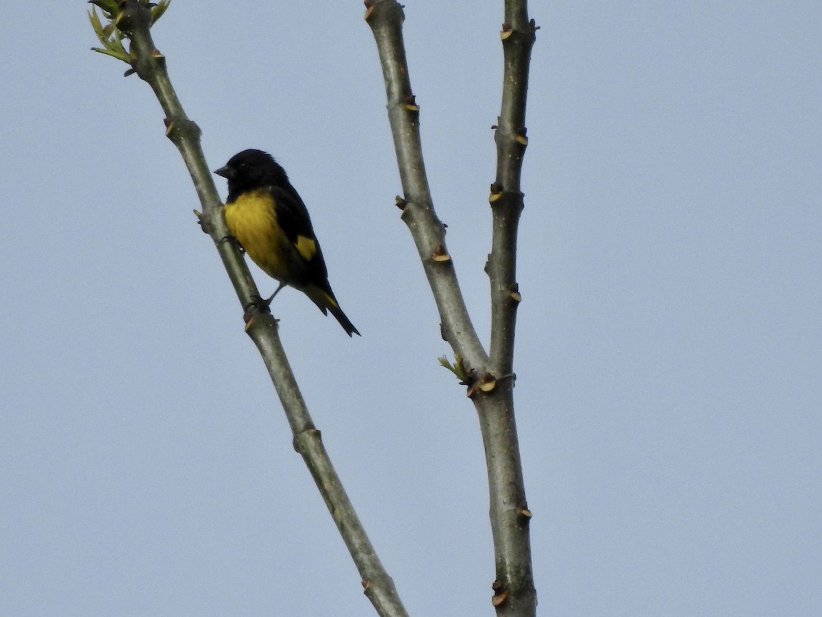 Yellow-bellied Siskin - ML537445251