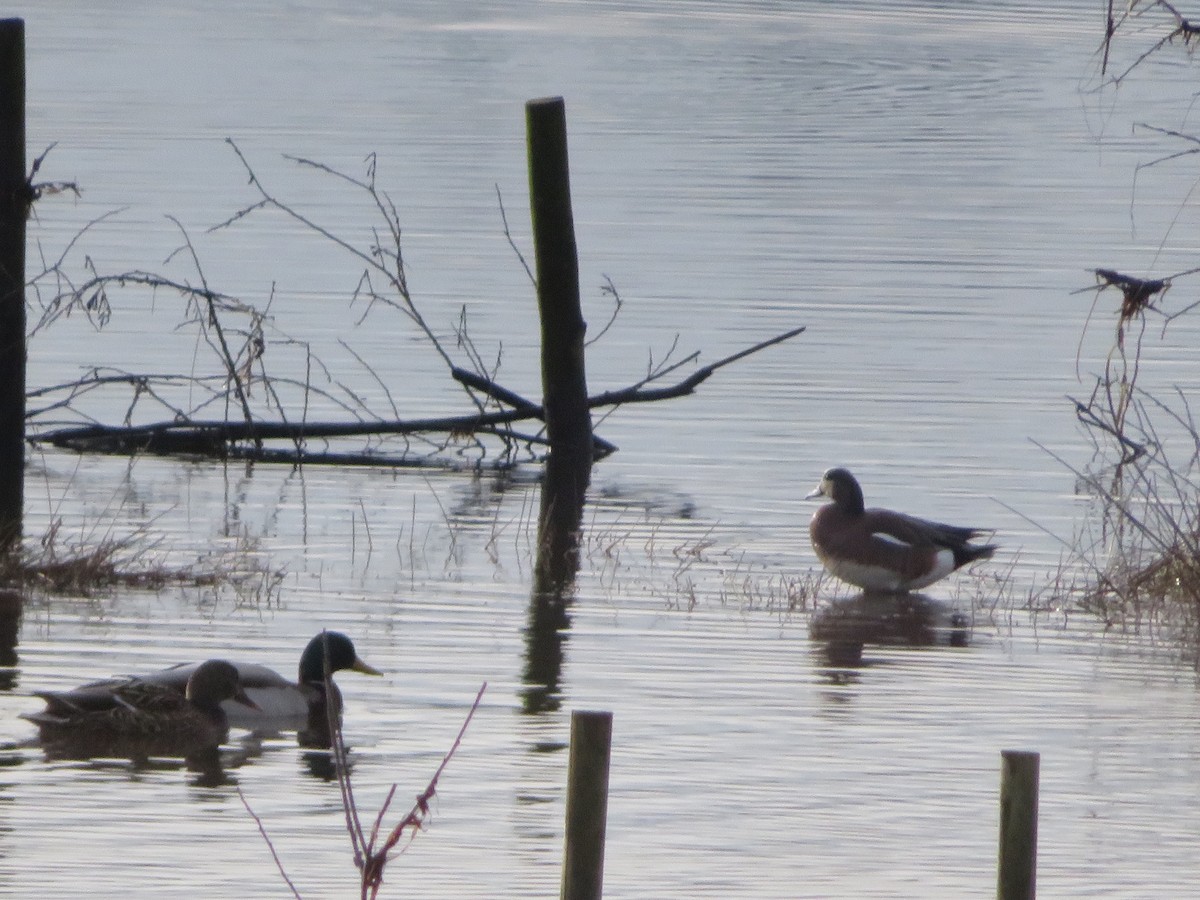 American Wigeon - ML537447651