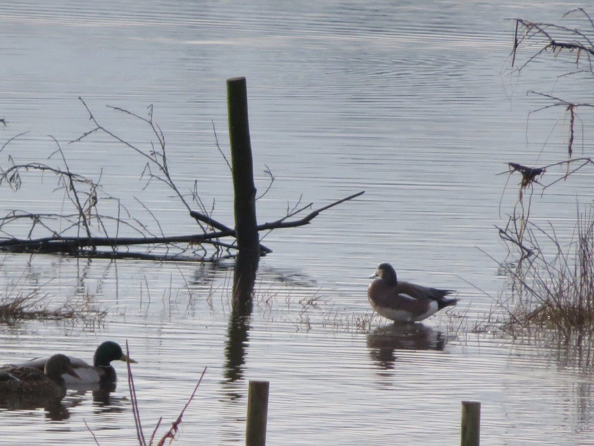 American Wigeon - ML537447681