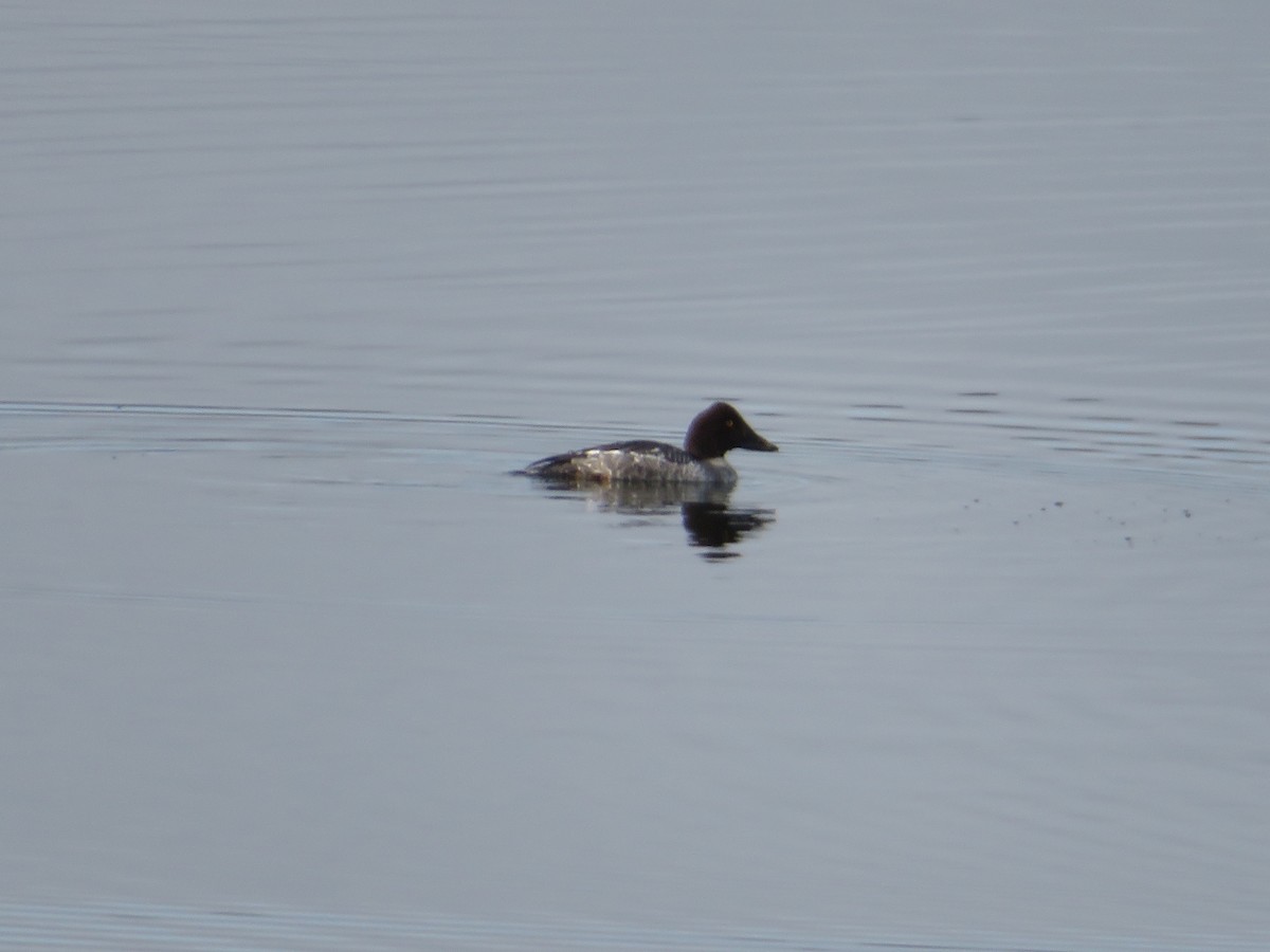 Common Goldeneye - ML537447811