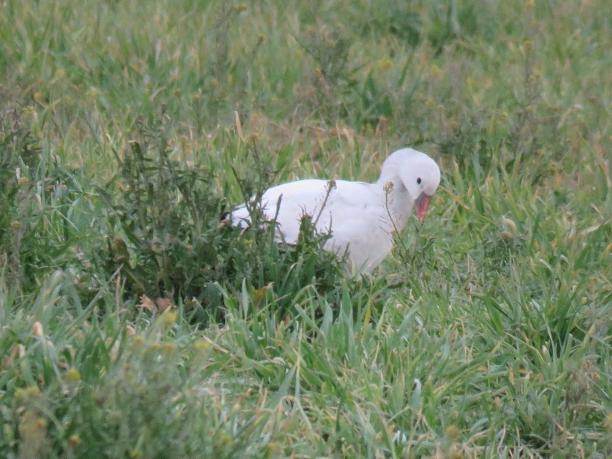 Ross's Goose - ML537447901