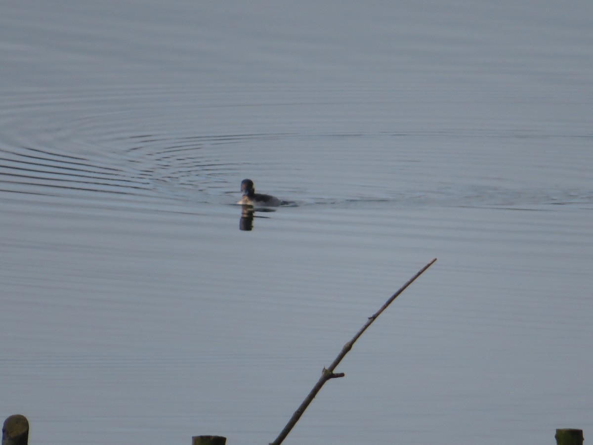 Bufflehead - ML537447981