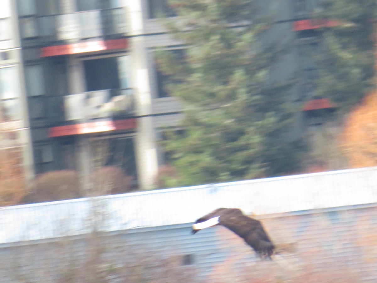 Bald Eagle - ML537448241