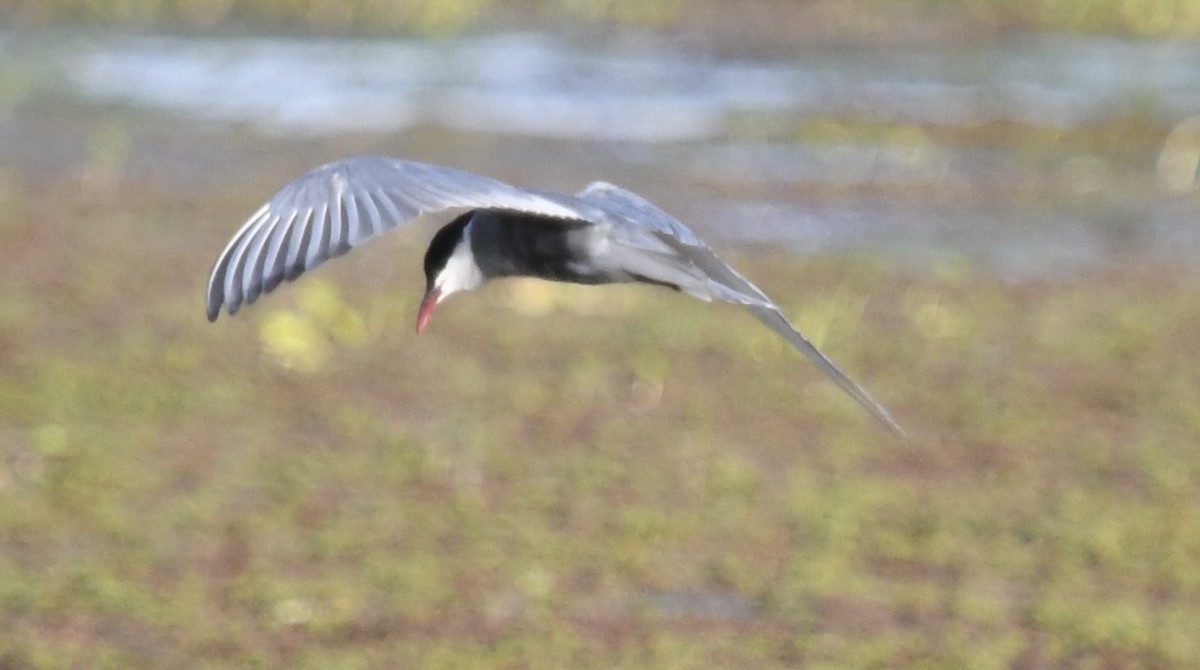 Whiskered Tern - Lorena Siqueira