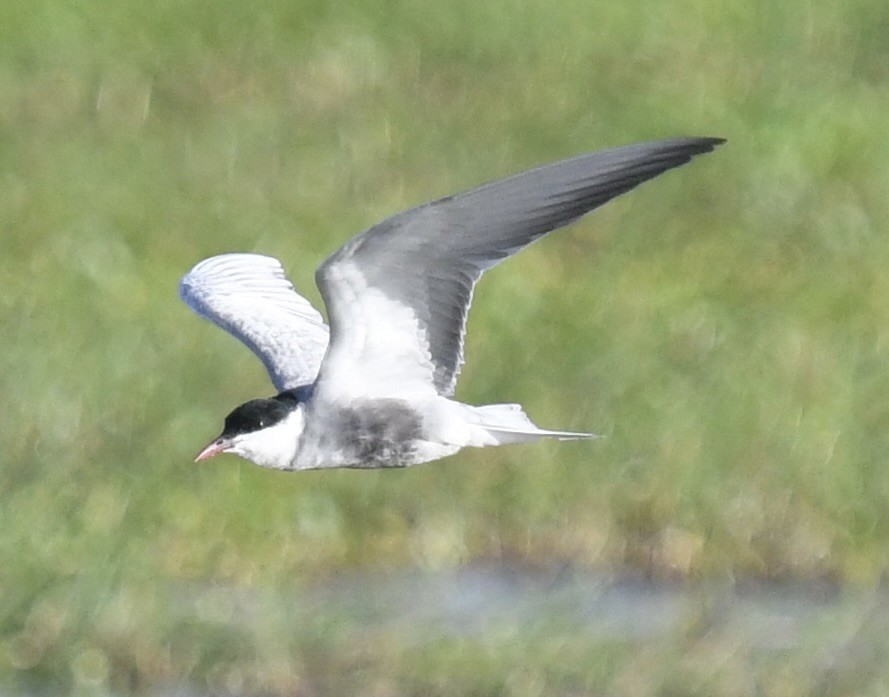 Whiskered Tern - ML537448931