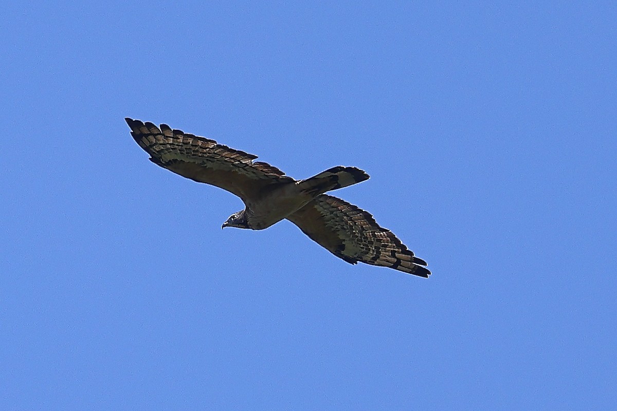 Oriental Honey-buzzard - ML537449191