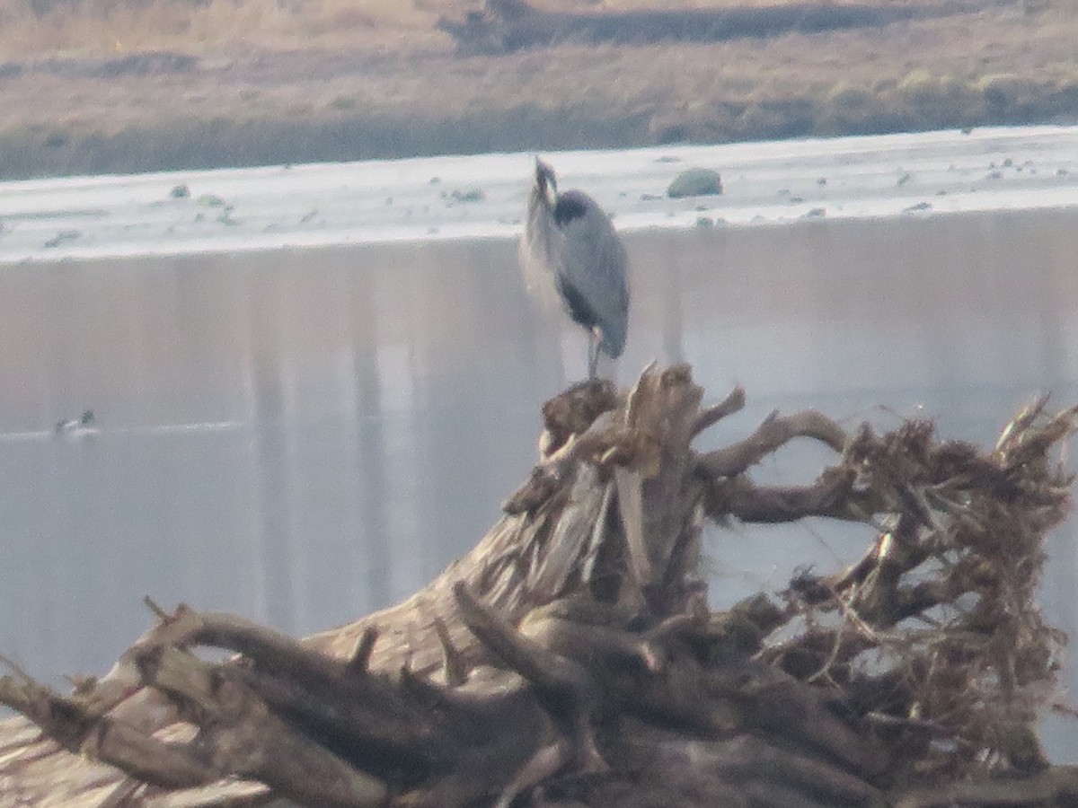 Great Blue Heron - ML537449261