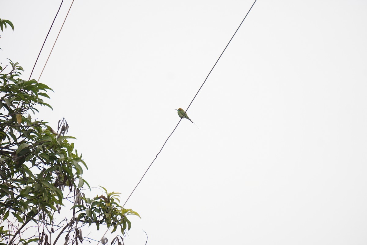 Asian Green Bee-eater - ML537449391
