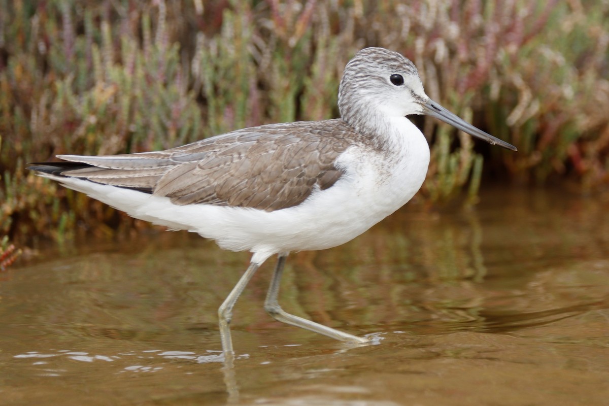 Common Greenshank - ML537449781