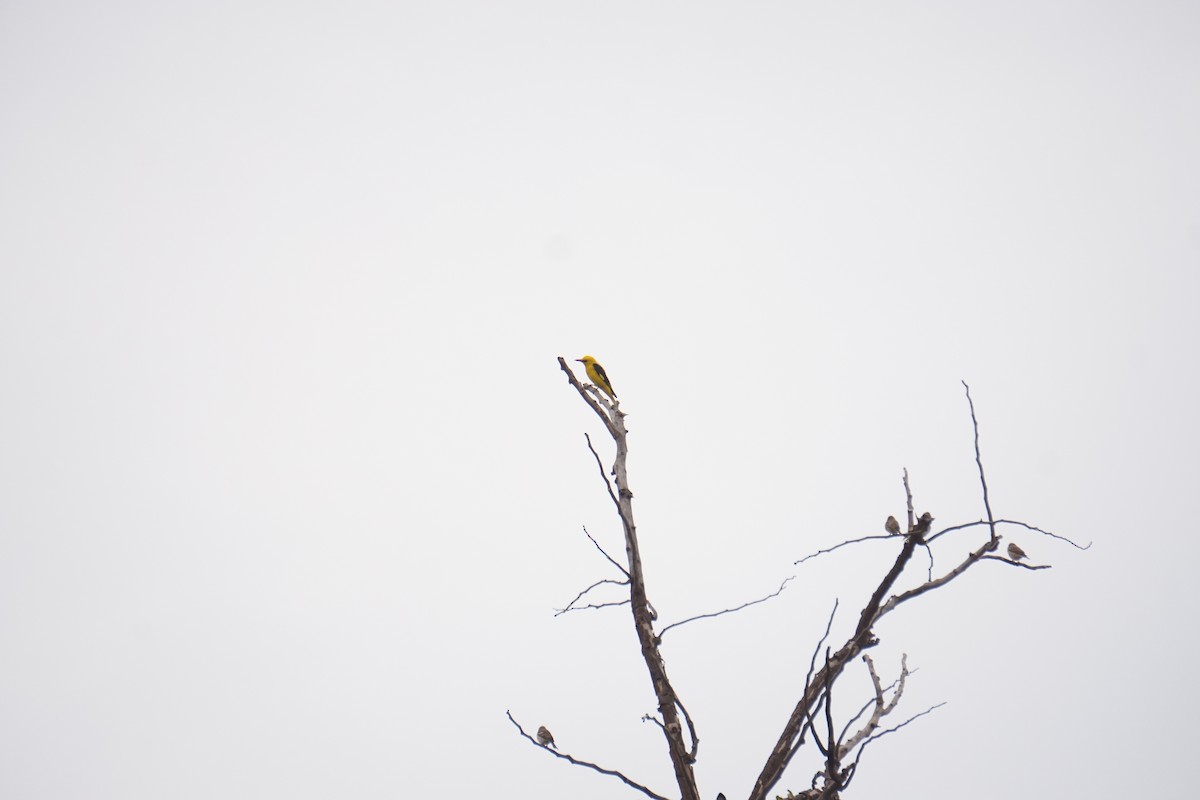 Indian Golden Oriole - ML537449791