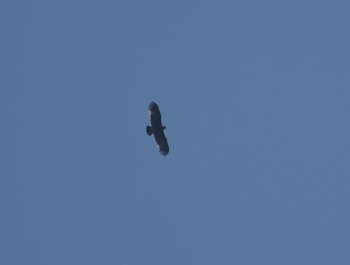 Indian Spotted Eagle - ML537449991