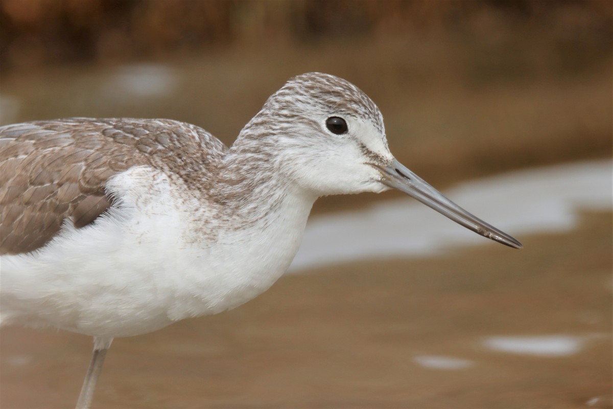 Common Greenshank - Tiago Guerreiro