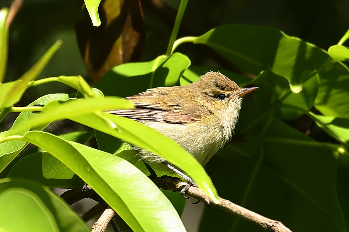 Booted Warbler - ML537451231