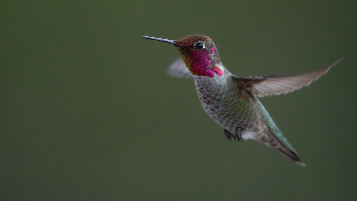 Anna's Hummingbird - ML537451491