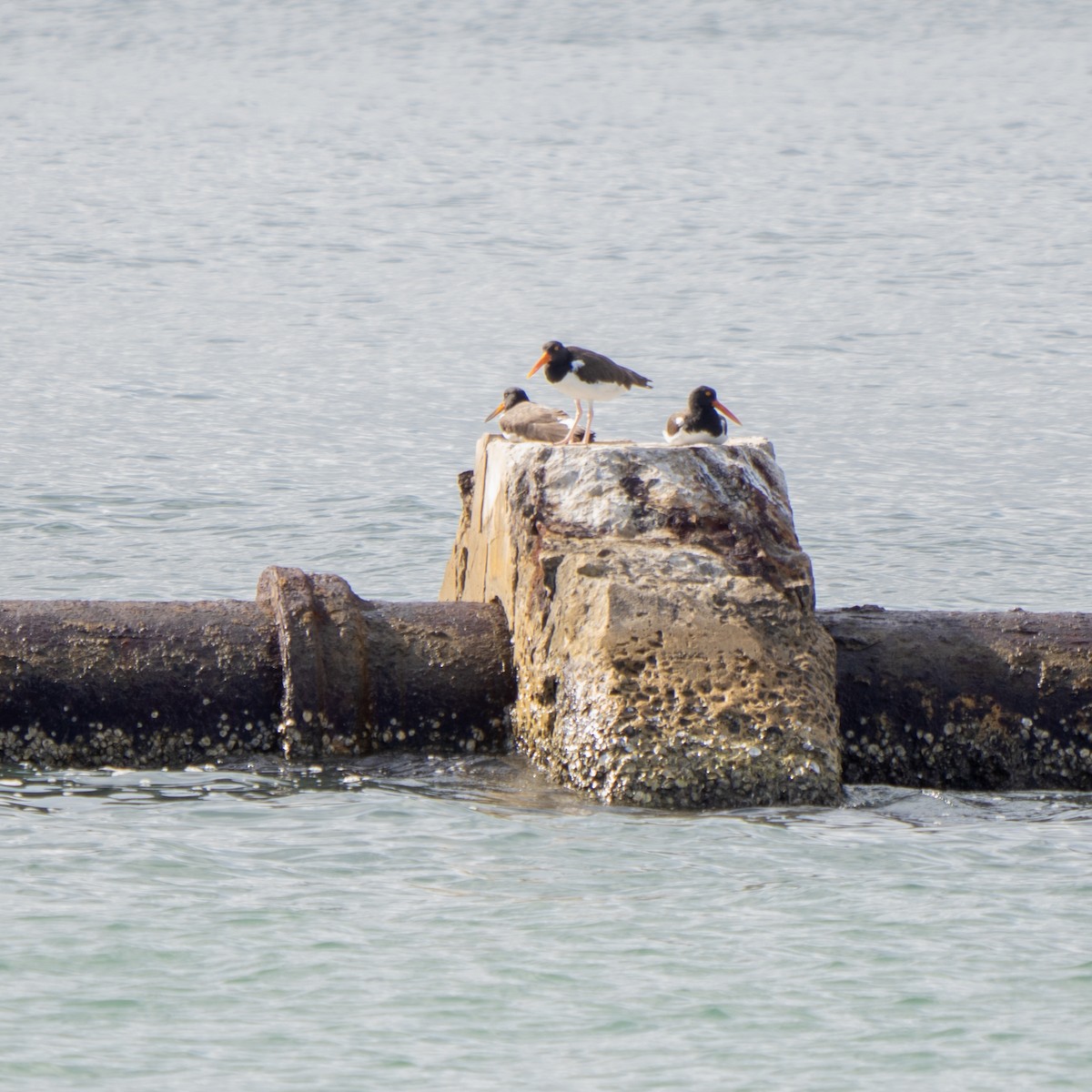 American Oystercatcher - ML537452951