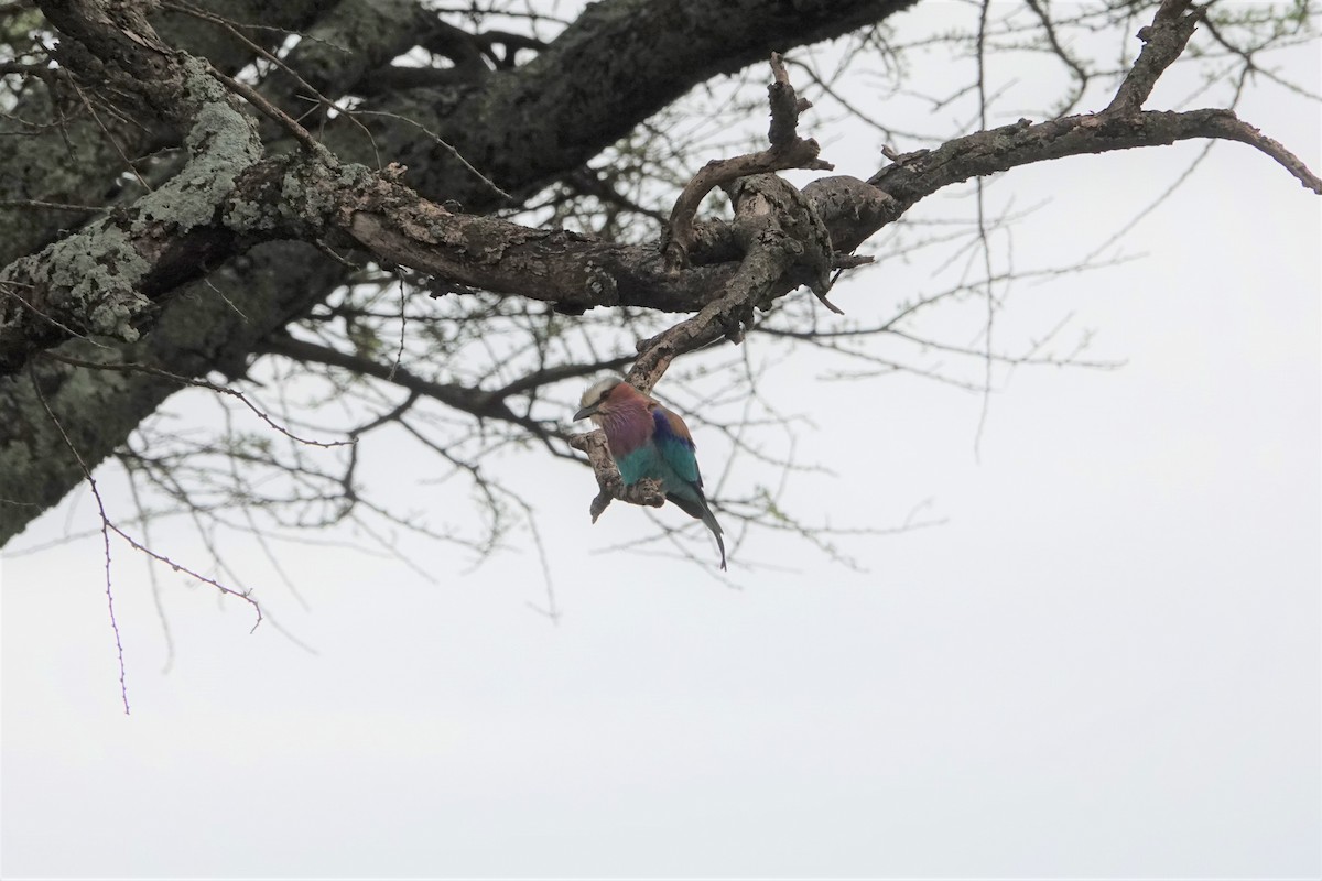 Lilac-breasted Roller - ML537453131
