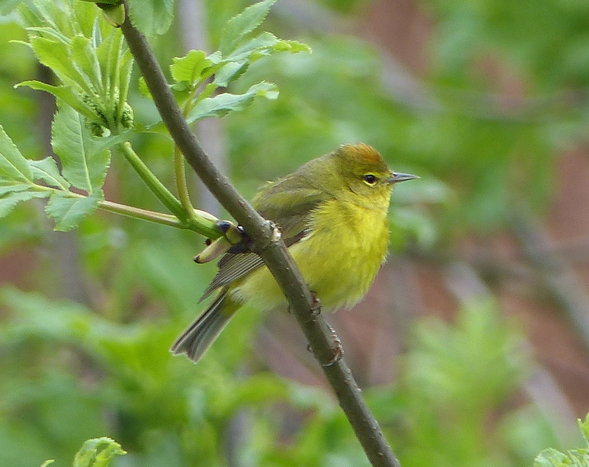 Orange-crowned Warbler - ML53745441