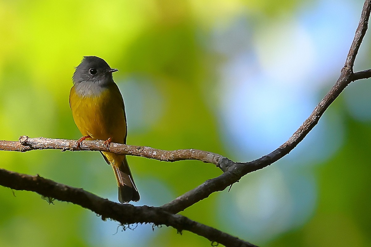 Gray-headed Canary-Flycatcher - ML537454561