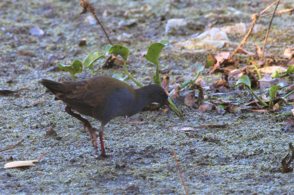 Plumbeous Rail - ML537455101