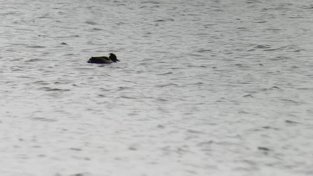 Tufted Duck - ML537455821