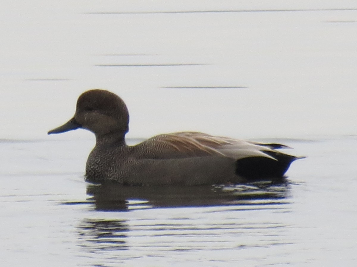 Gadwall - ML537456031