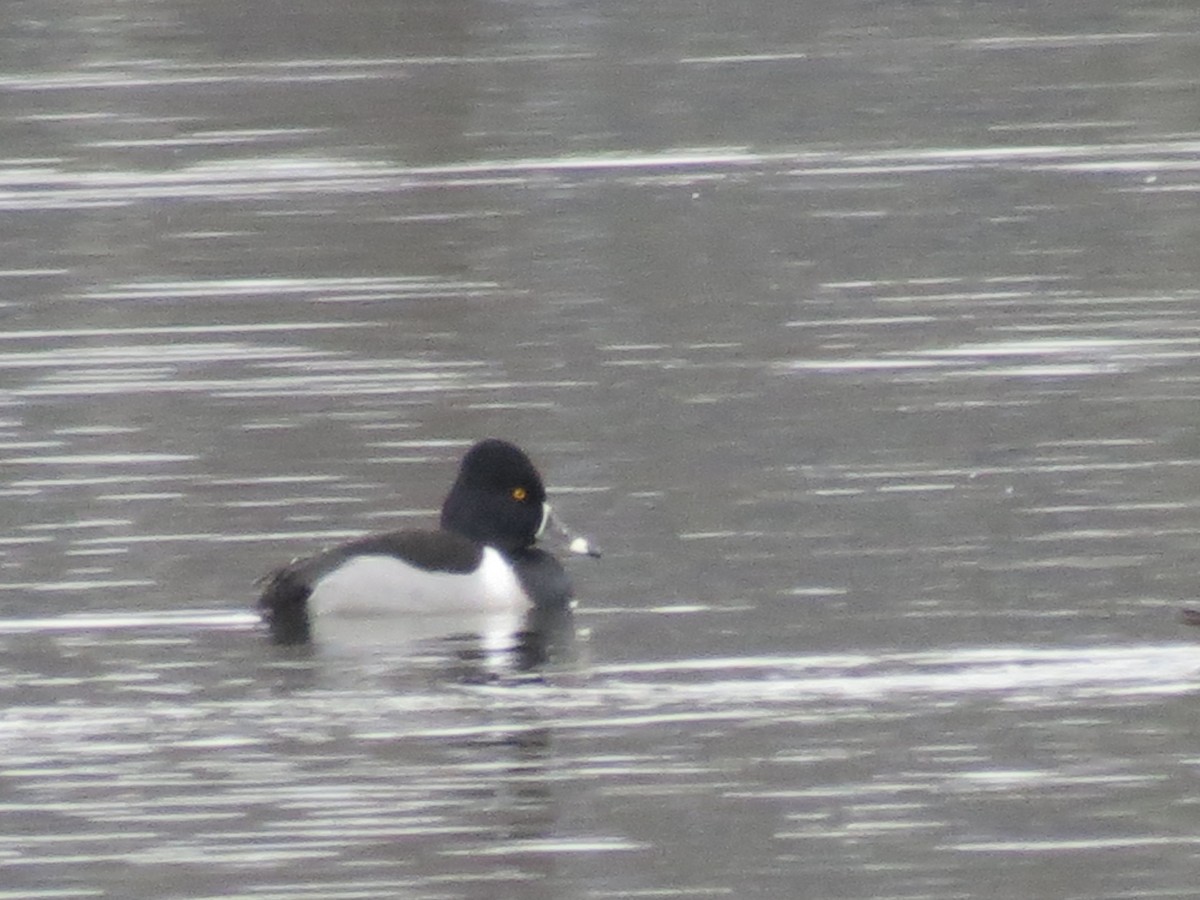 Ring-necked Duck - ML537456521