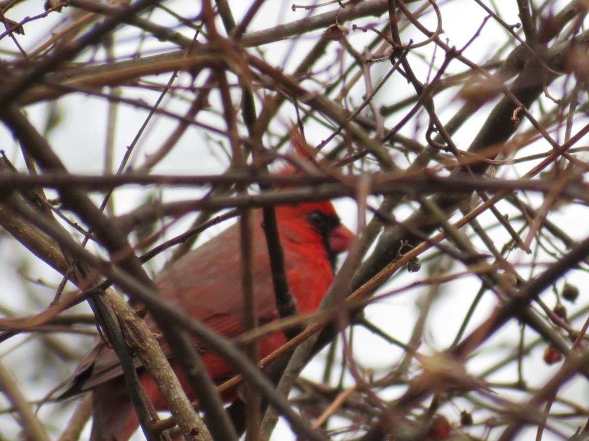 Northern Cardinal - ML537456661