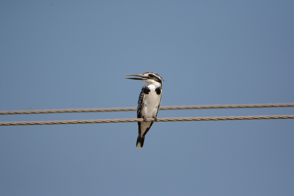 Pied Kingfisher - ML537457151