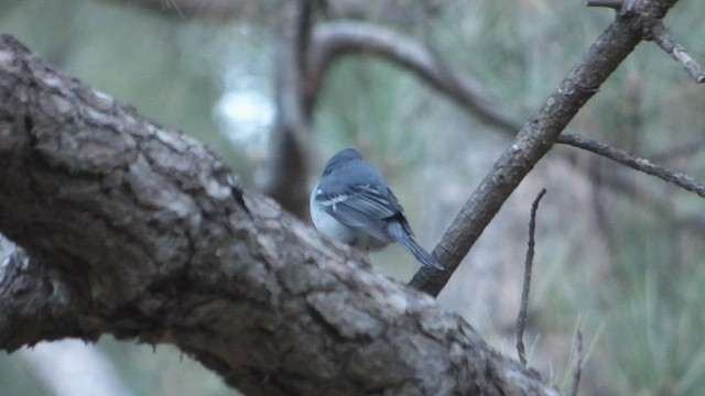 Gran Canaria Blue Chaffinch - ML537457341