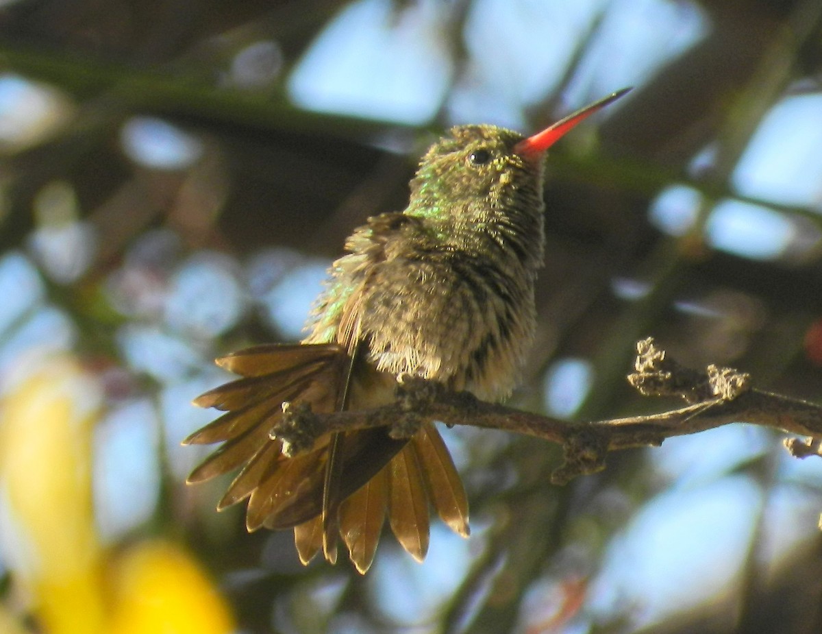 Gilded Hummingbird - ML537457401