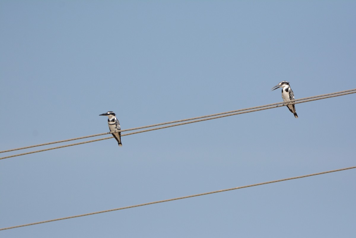 Pied Kingfisher - ML537457671