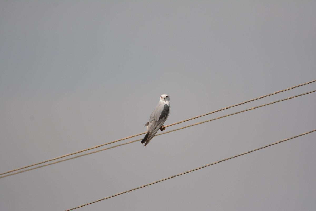 Black-winged Kite - ML537458051