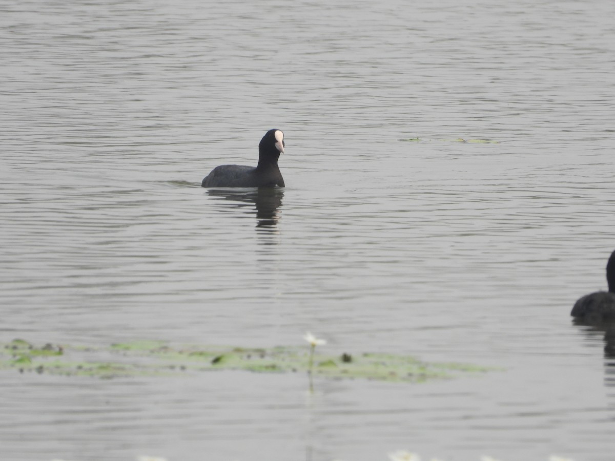 Eurasian Coot - ML537458641