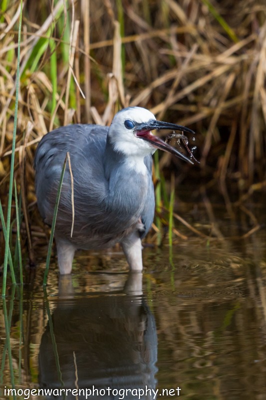 White-faced Heron - ML53745931