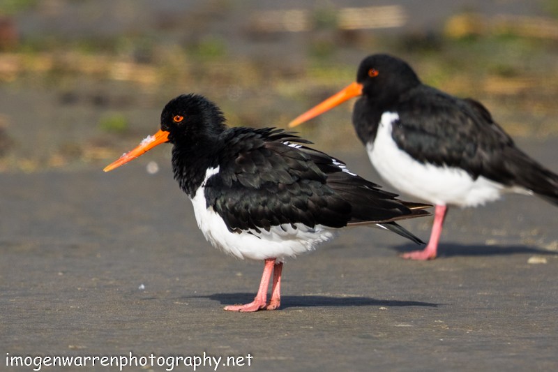 South Island Oystercatcher - ML53746031