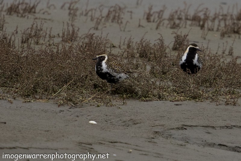 Pacific Golden-Plover - ML53746081