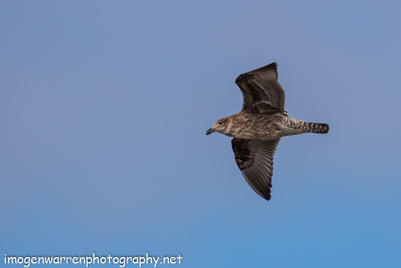 Kelp Gull - ML53746181