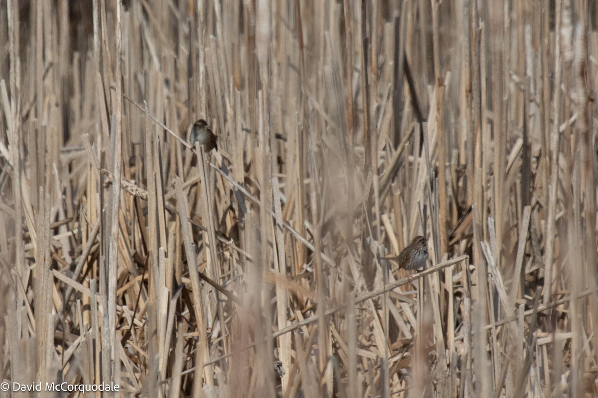 Swamp Sparrow - ML537462271