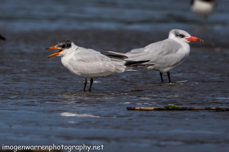 Caspian Tern - ML53746311