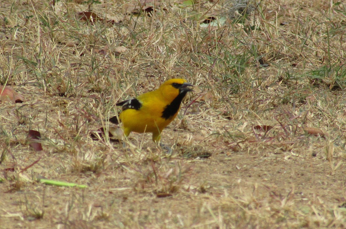 Yellow Oriole - Eduardo Freitez Gassán