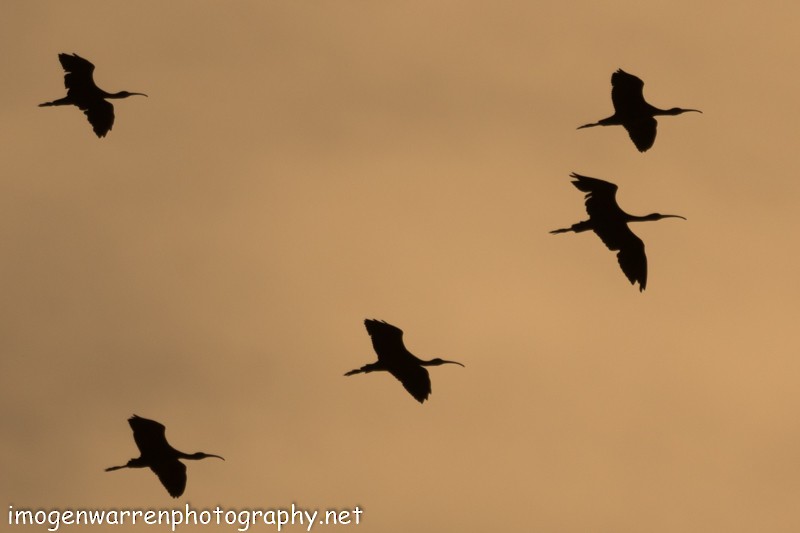 Glossy Ibis - ML53746391