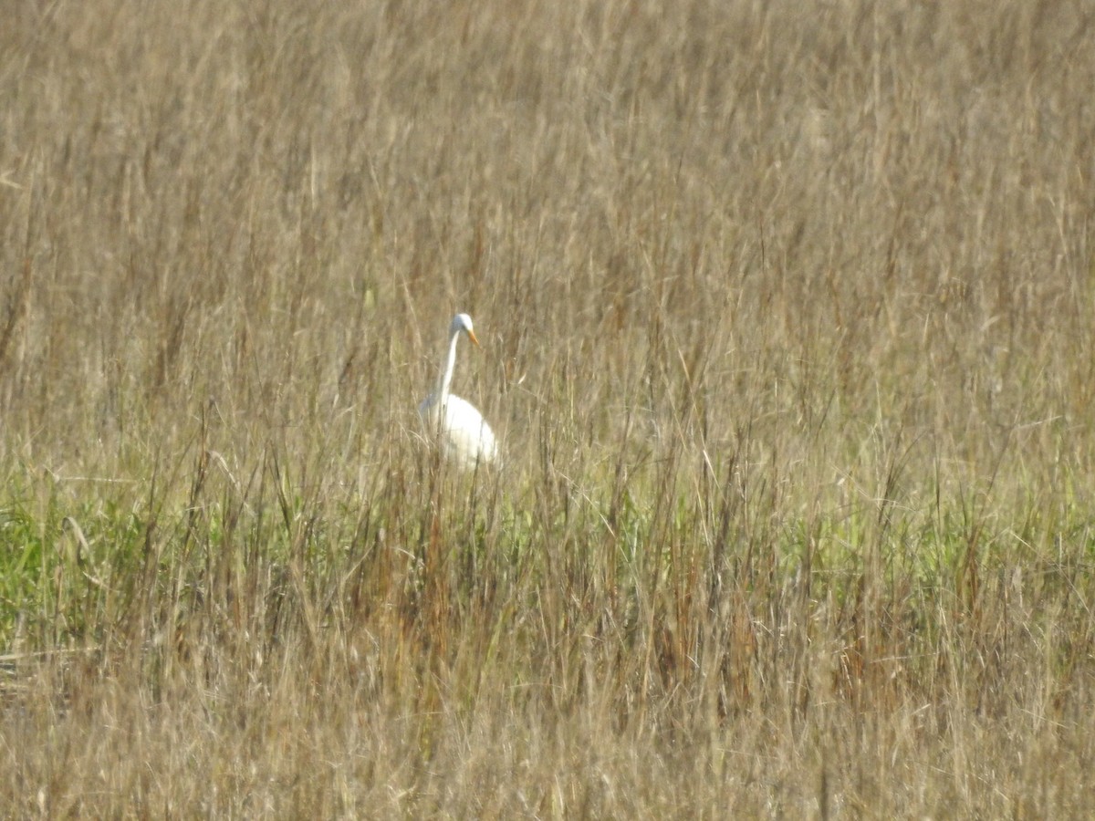 Great Egret - ML537464411