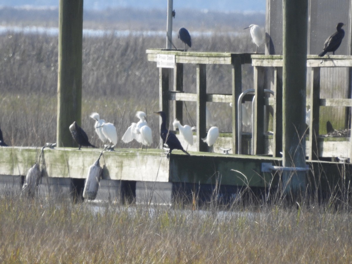 Snowy Egret - ML537464601