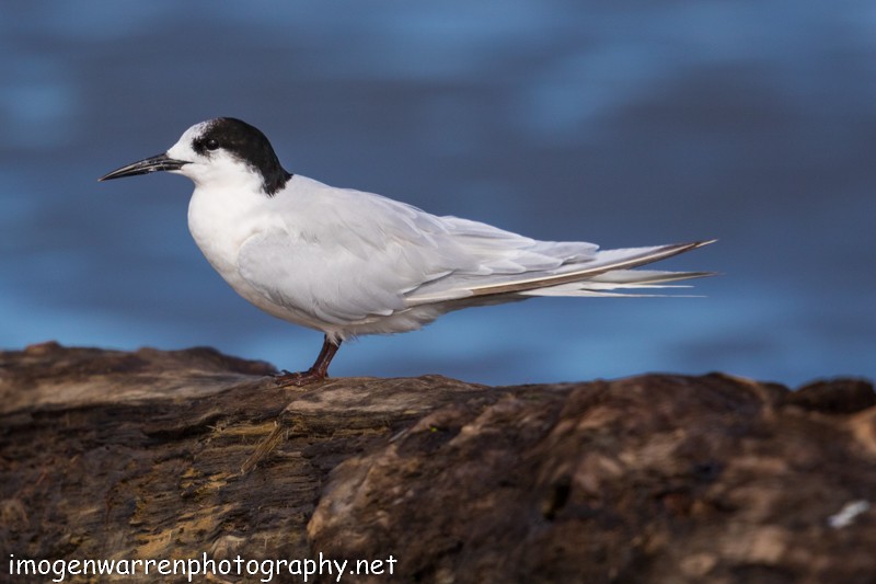 White-fronted Tern - ML53746461