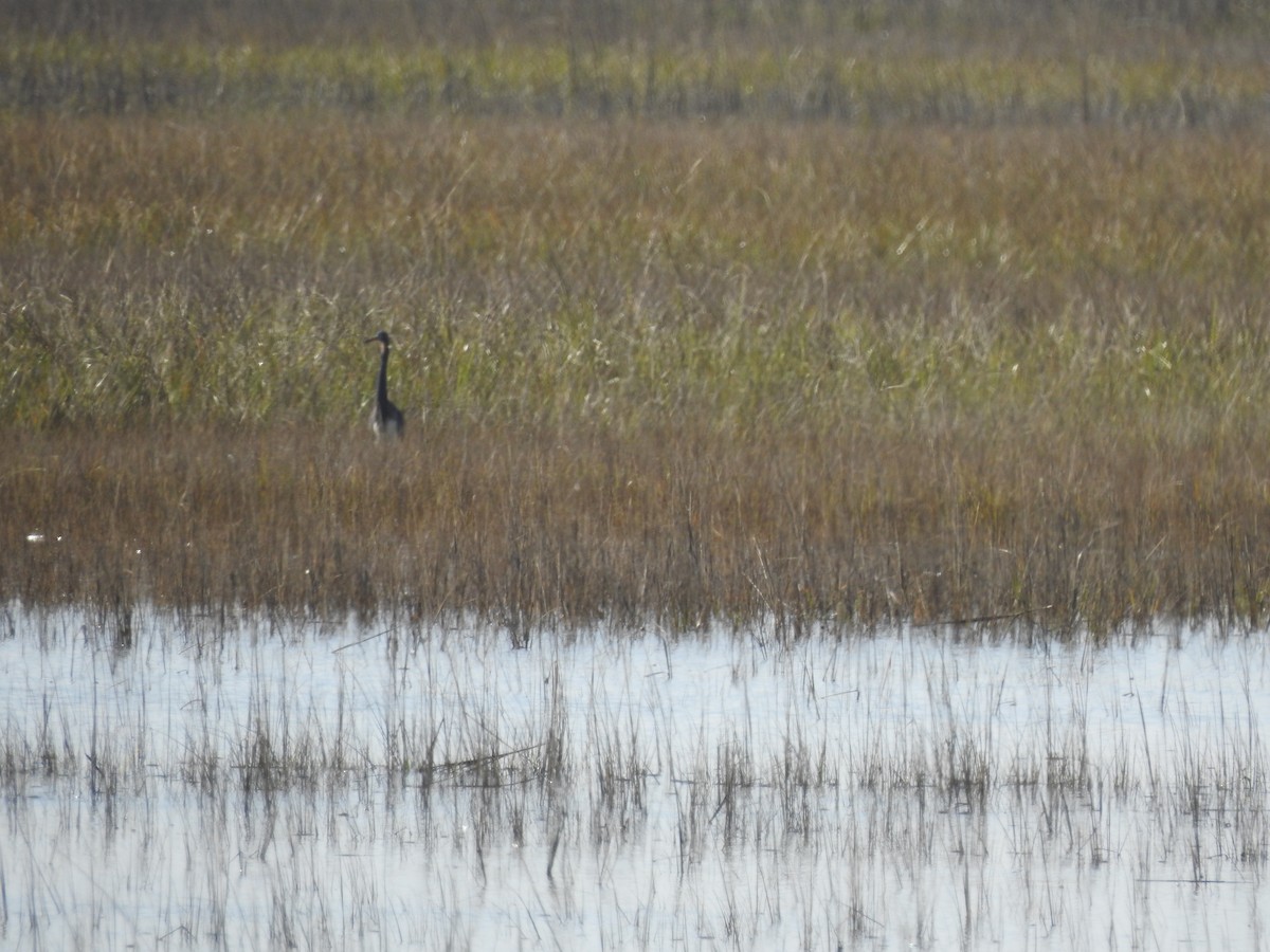 Tricolored Heron - ML537464981