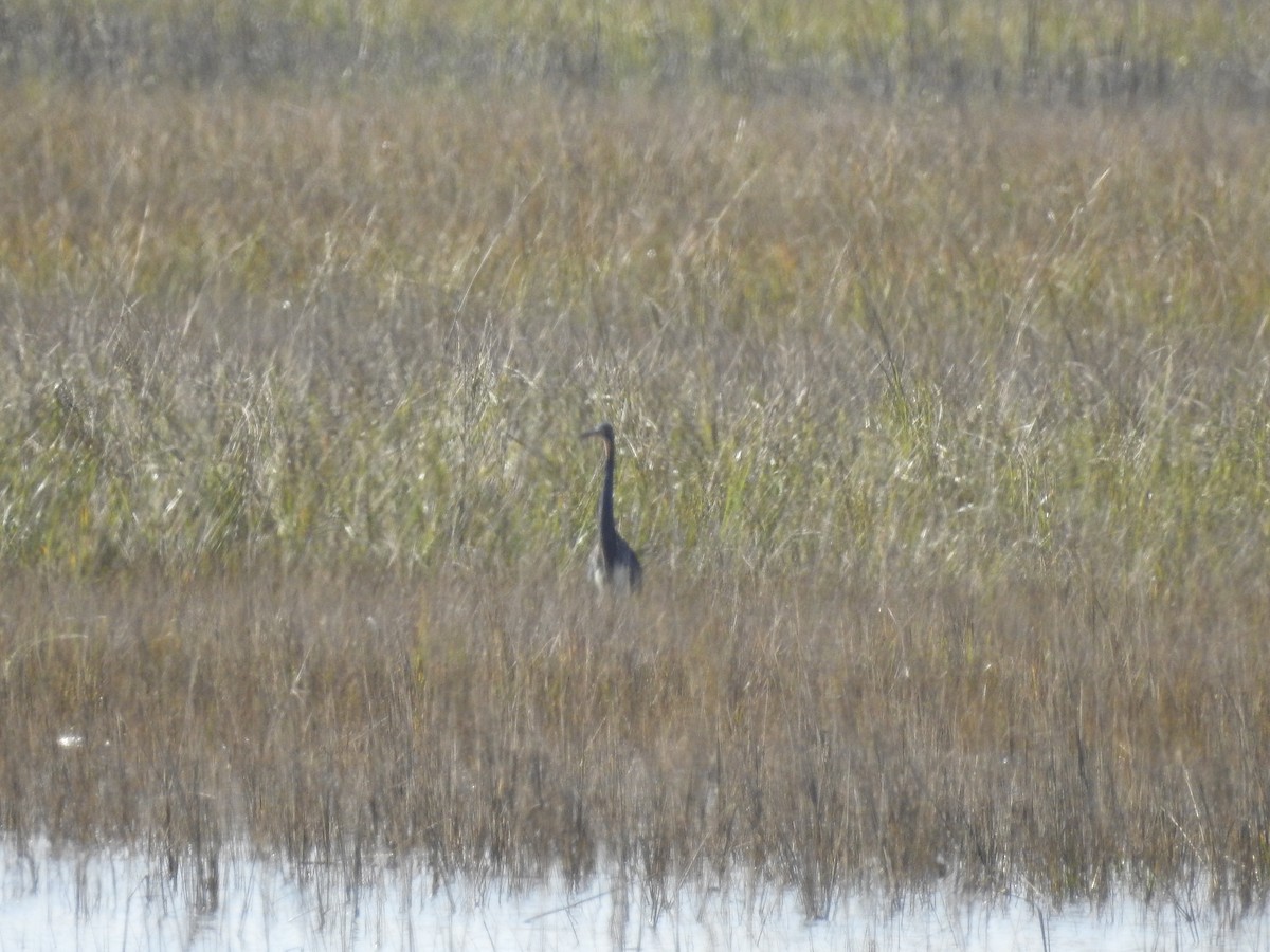 Tricolored Heron - ML537465211