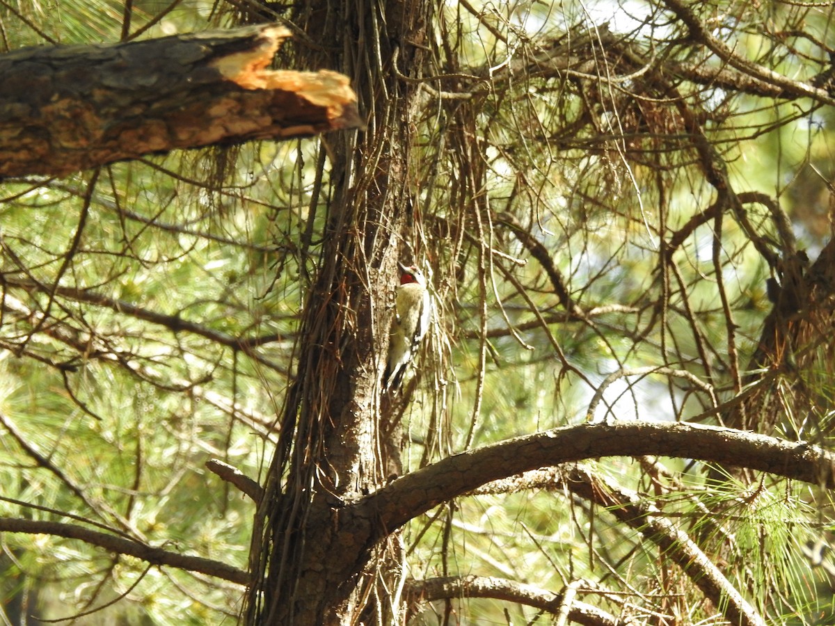 Yellow-bellied Sapsucker - ML537465381