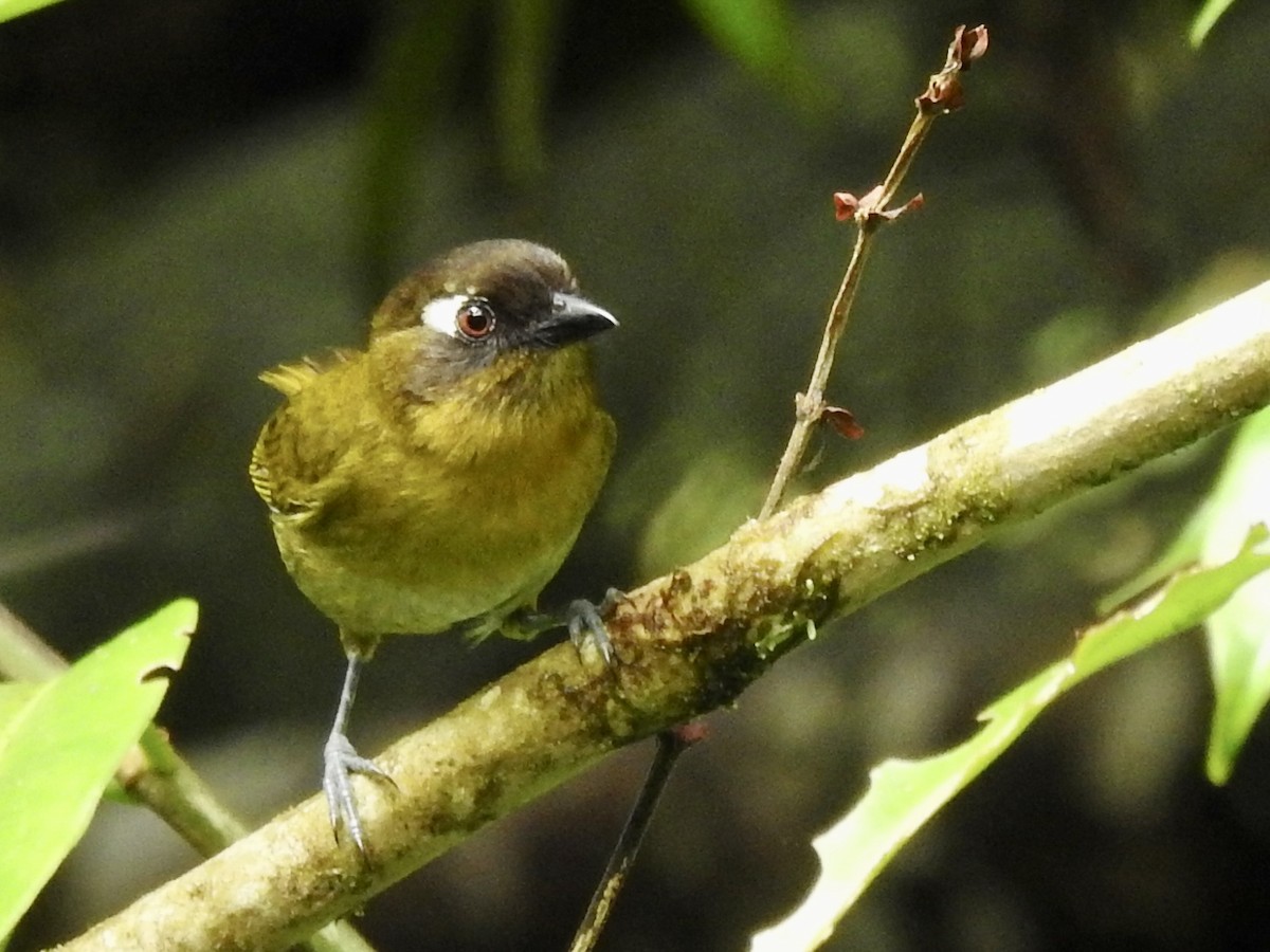 Common Chlorospingus (Central Panama) - ML537465451