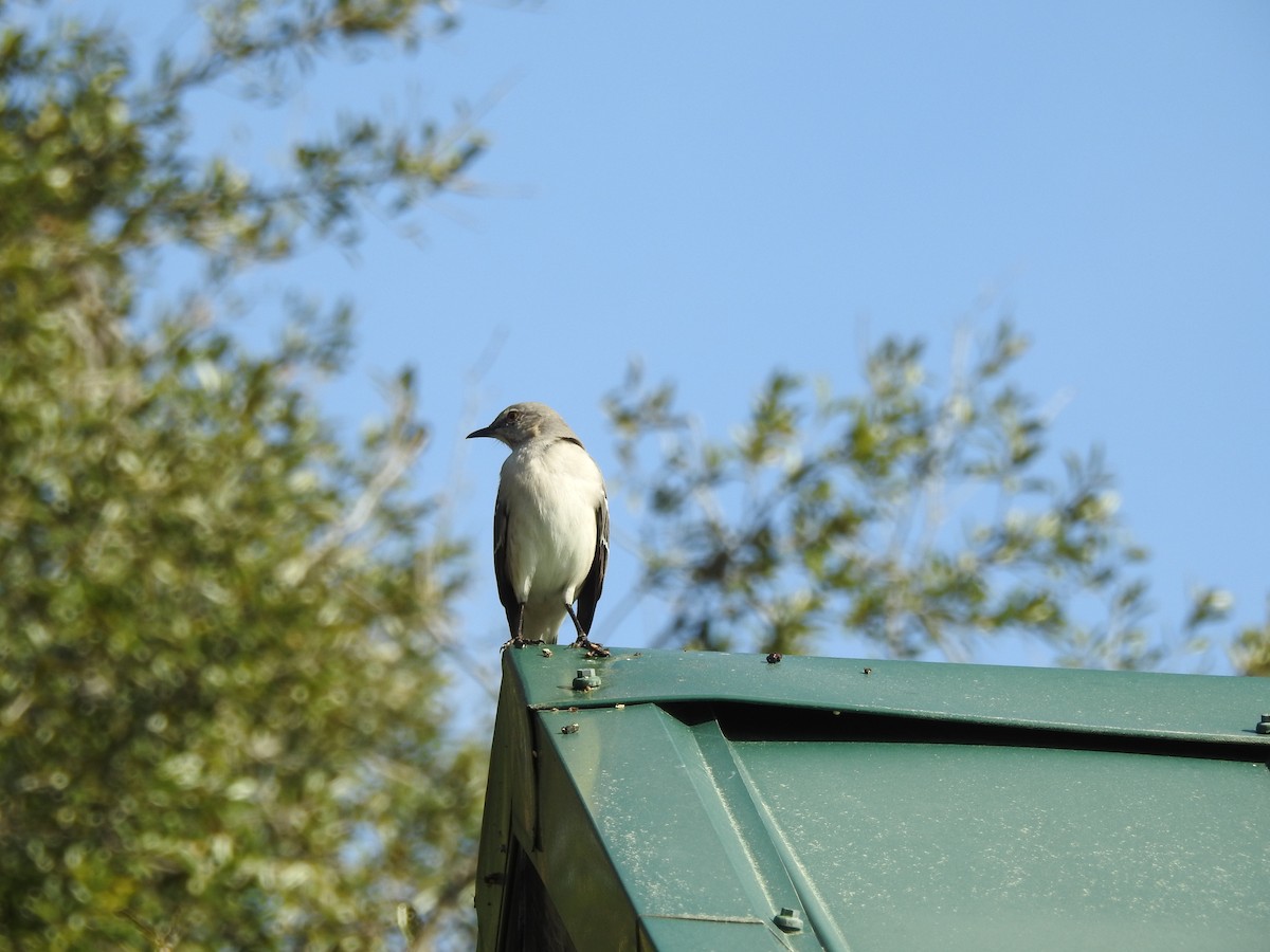 Northern Mockingbird - ML537465551