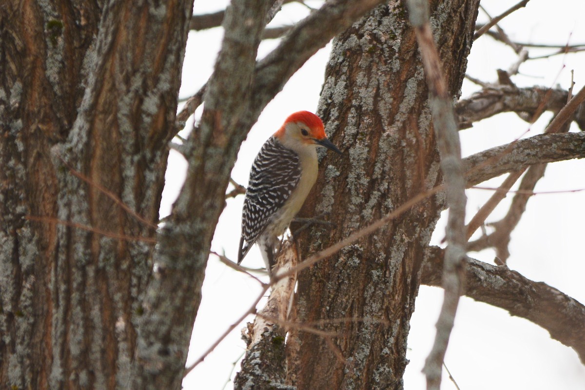 Red-bellied Woodpecker - Steve Mierzykowski